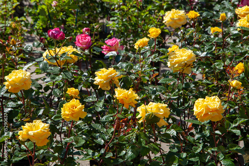 Spring blooms explosion of colors in gardens and meadows