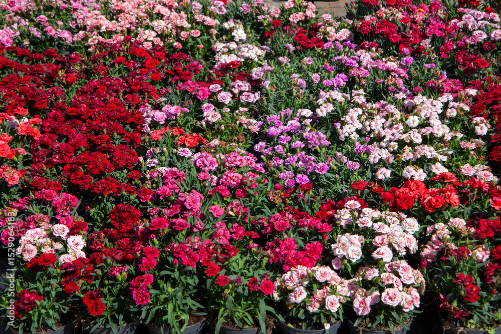 Fototapeta premium Spring blooms explosion of colors in gardens and meadows