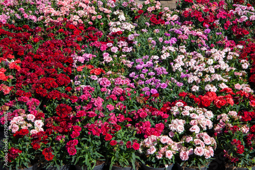 Spring blooms explosion of colors in gardens and meadows