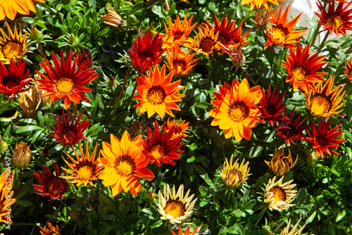 Spring blooms explosion of colors in gardens and meadows