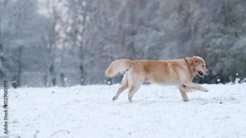 Beautiful Golden Retriever Dog Running And Playing With Owner Girl On A Snow In Winter