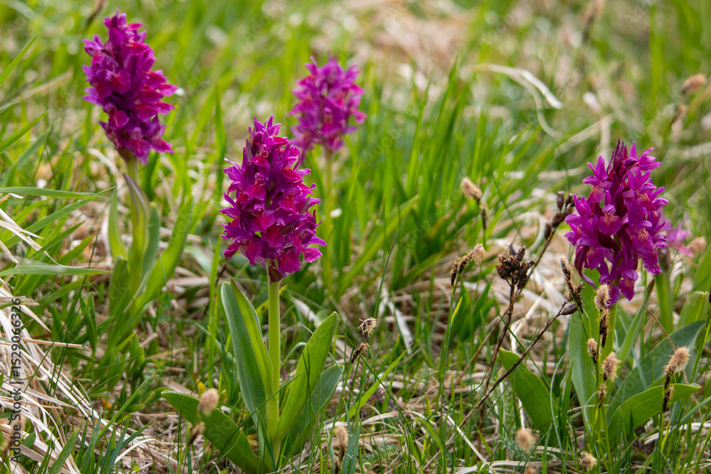 Obraz premium Spring blooms explosion of colors in gardens and meadows