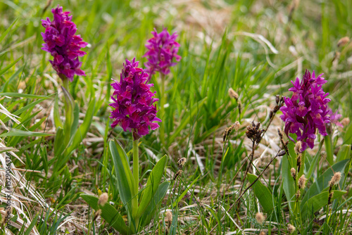 Spring blooms explosion of colors in gardens and meadows