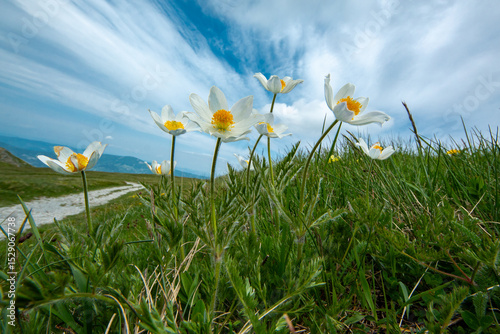 Spring blooms explosion of colors in gardens and meadows