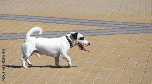 Wallpaper Mural Active Jack Russell Terrier walking on colorful pavement with tongue out, enjoying a sunny day. Torontodigital.ca