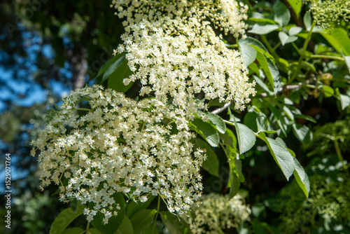 Spring blooms explosion of colors in gardens and meadows