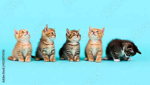 A cute portrait of a young, fluffy white tabby kitten, this furry domestic feline pet with striking eyes is an adorable mammal