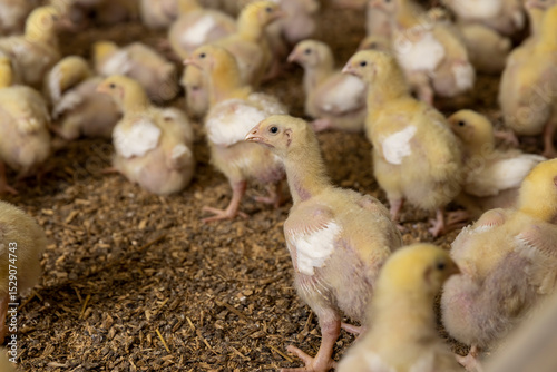 small chickens in down and feathers during cultivation at a poultry farm