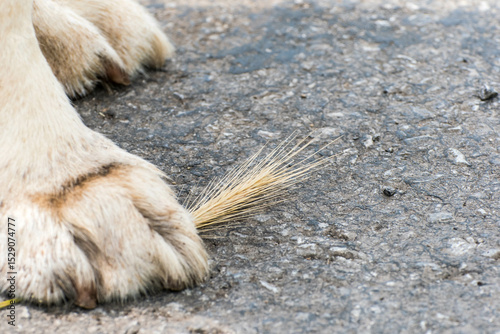Un perro pisando una espiga