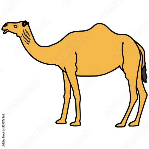 Camel Vector Image