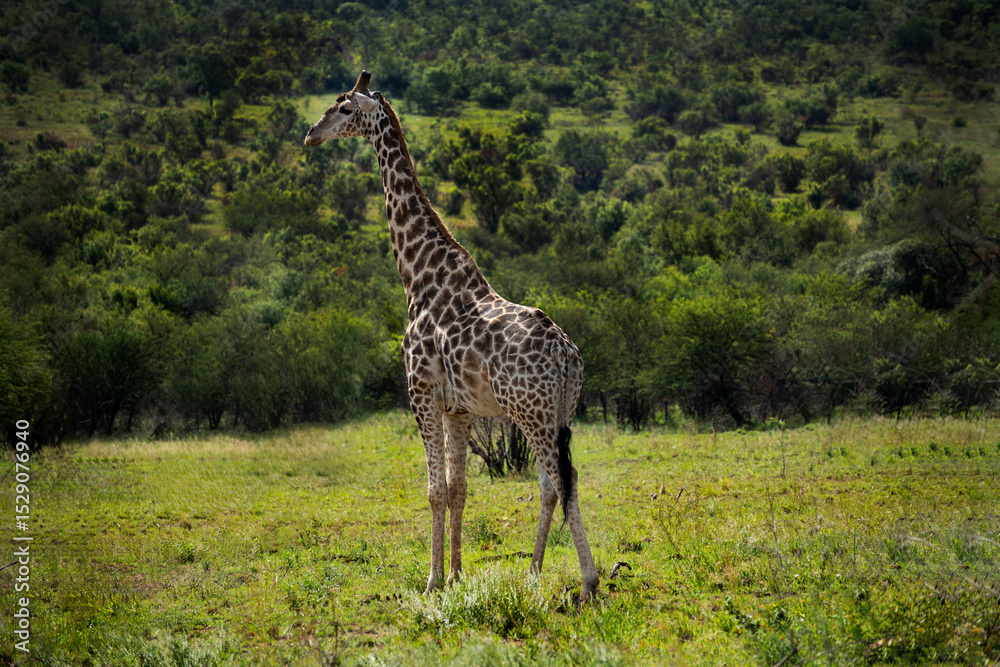 Obraz premium giraffe in the savannah