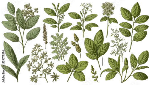 Green leaves seamless pattern: a natural floral vector illustration of spring foliage