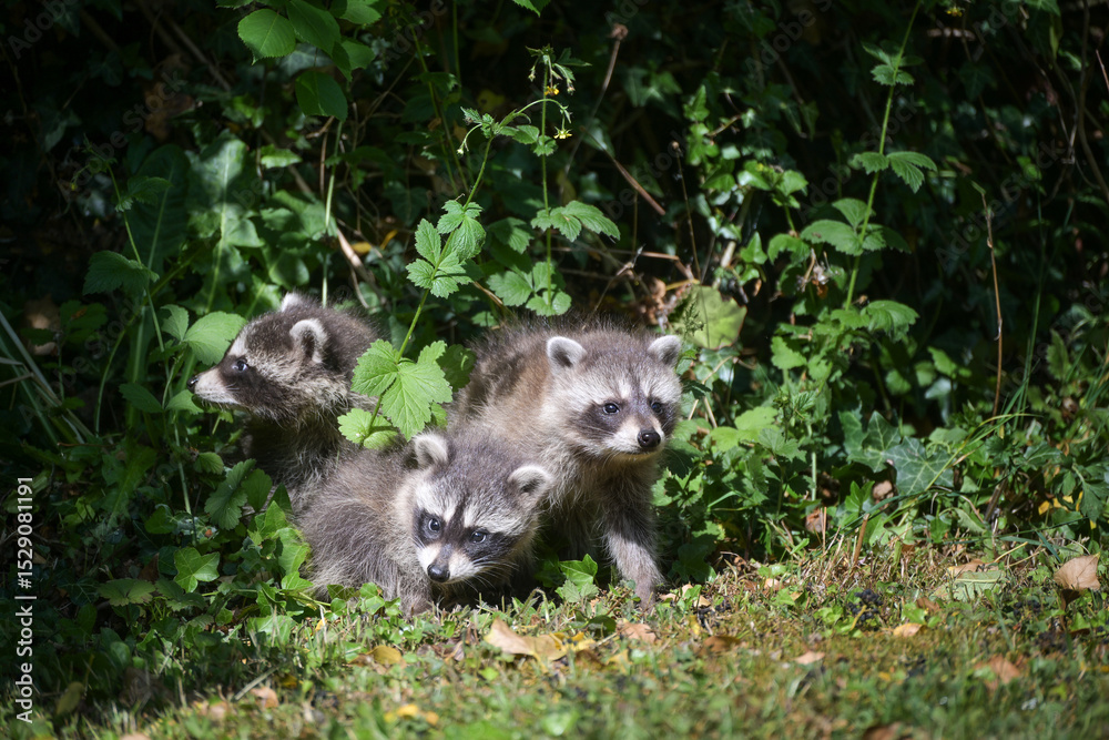 Fototapeta premium Three curious young raccoons cautiously explore the surroundings at the edge of the forest in Germany, copy space, selected focus