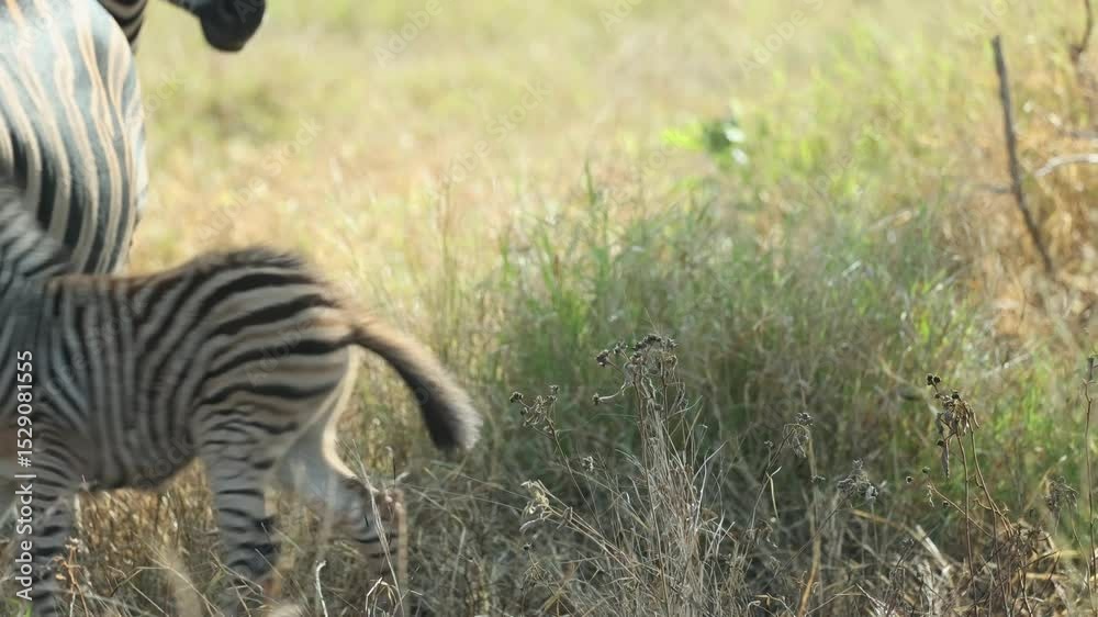 A tiny baby plains zebra shakes its head before running back to its mother, Kruger National Park.