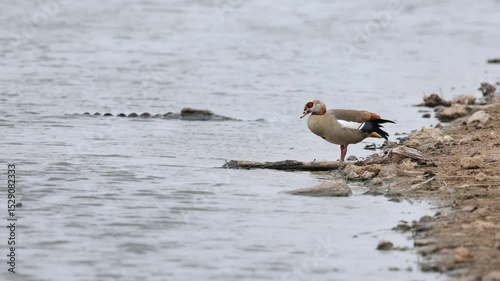 An Egyptian goose grooming while standing at the water's edge with a Nile crocodile lying in the shallow water in the background, Kruger National Park. photo