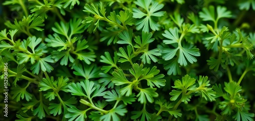Close-up of vibrant green parsley sprigs, playfully arranged, visual, stock photo