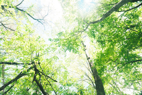 Fotografie 記憶の中の森林,nature in memory