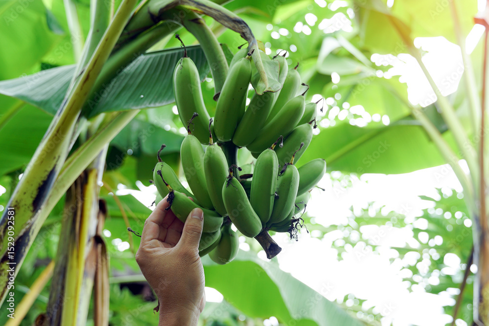Obraz premium Hand holding a bunch of raw bananas on the tree. soft and selective focus.