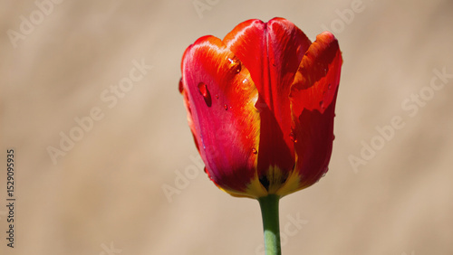 Radiant Tulip in Bloom: A close-up of a vibrant red tulip, capturing its delicate petals and subtle textures in soft focus, is a testament to the beauty of botanical art.