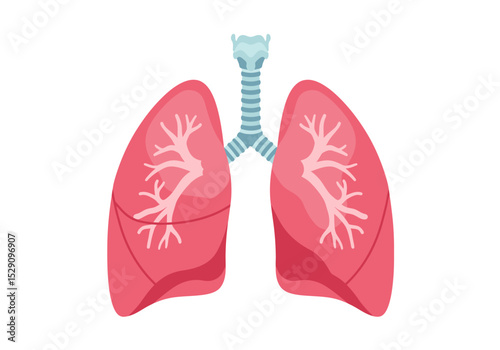 Human lungs and trachea are depicted featuring detailed branching structures and vibrant colors against a white background