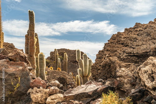 Salar de Uyuni salt plains with large cactuses of island Incahuasi at sunrise time, Andean Altiplano, Bolivia, South America.