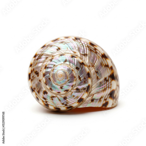 A sea shell isolated on white