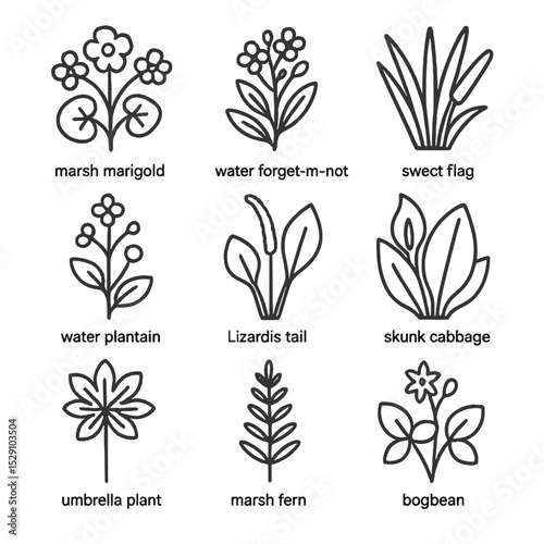 Aquatic Plant Icons. Outline icon set of marginal aquatic plants: marsh marigold, waterforget-me-not, sweet flag, water plantain,