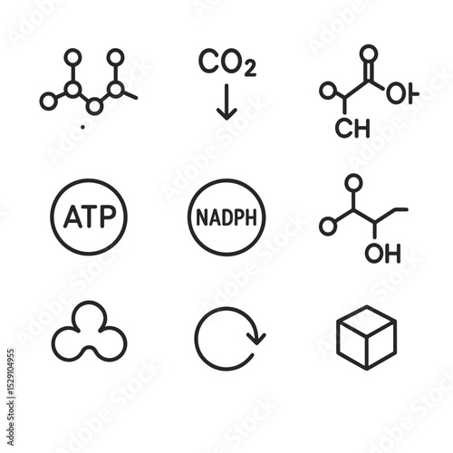 Calvin Cycle Stages Icons. Outline icon set of Calvin cycle stages: ribulose bisphosphate, CO₂ fixation, 3-phosphoglycerate, ATP