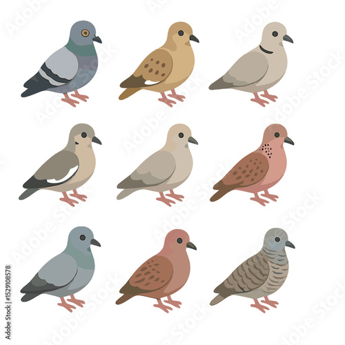 Dove Species Icon Set. Isometric Flat icon set of dove species diversity: rock dove, mourning dove, Eurasian collared dove,