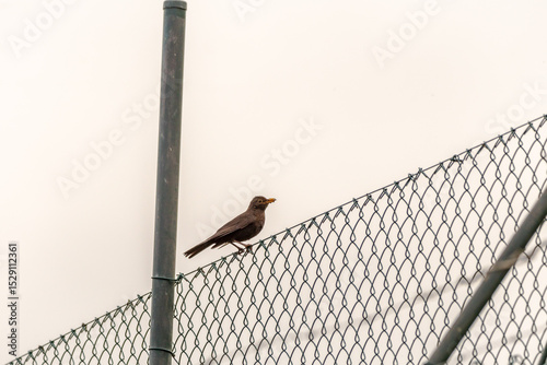 Turdus merula pertenece a la familia Turdidae.