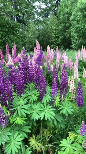 Short vertical video of wild and fresh blooming lupine field in June in midsummer in Latvia