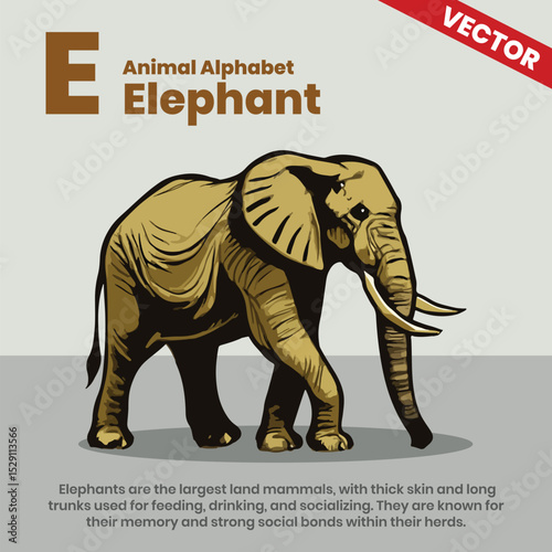 Elephant animal alphabets A to Z vector style infographic including explanation