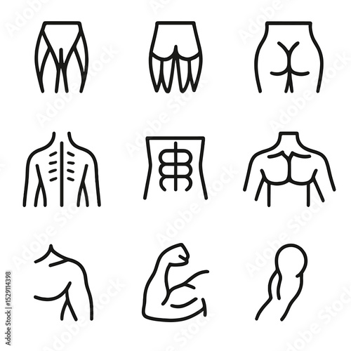 Muscle Anatomy Icons. Outline icon set of muscle anatomy focus: quadriceps, hamstrings, glutes, erector spinae, abdominals,