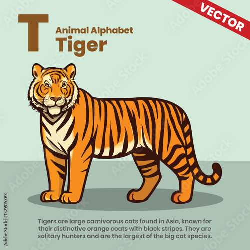 Tiger animal alphabets A to Z vector style infographic including explanation