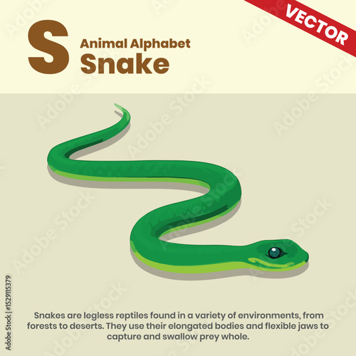 Snake animal alphabets A to Z vector style infographic including explanation