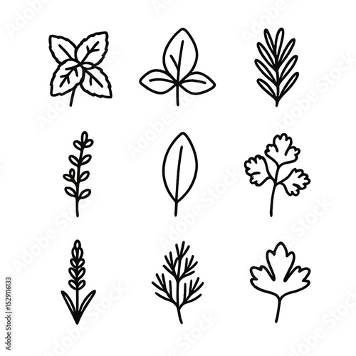 Herb Garnish Icons. Outline icon set of herb garnishes: mint sprig, basil leaf, rosemary twig, thyme sprig, sage leaf, cilantro