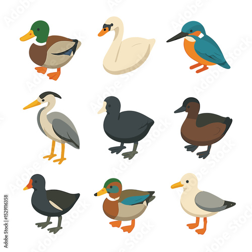 Pond Bird Icon Set. Isometric Flat icon set of pond bird visitors: mallard duck, swan, kingfisher, heron, coot, grebe, moorhen,