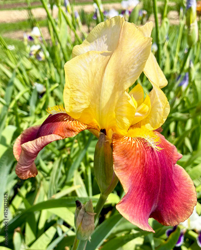 Bearded Iris Broadway Star, flower close up in summer botanical garden, outdoors. High quality photo