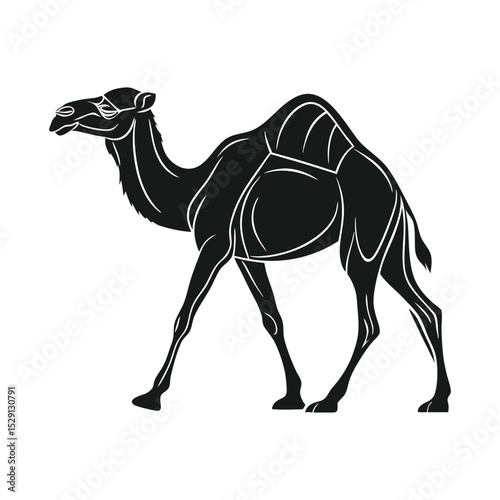 vector camel in white background.