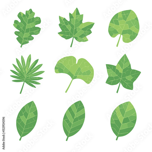 Tropical Leaf Icons. Isometric Flat icon set of tropical leaf motifs: monstera leaf, banana leaf, palm frond, philodendron leaf,