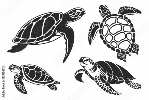 turtle on the water