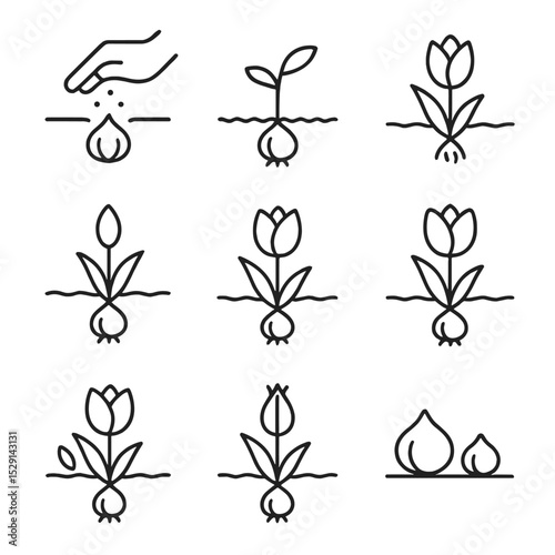 Tulip Growth Stages. Outline icon set of tulip growth stages: bulb planting, sprout, leaf emergence, bud formation, bloom opening,