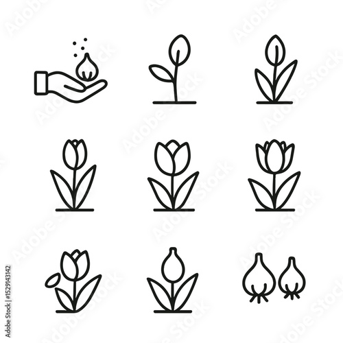 Tulip Growth Stages. Outline icon set of tulip growth stages: bulb planting, sprout, leaf emergence, bud formation, bloom opening,