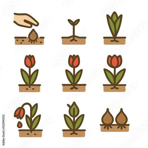 Tulip Growth Stages Icons. Flat icon set of tulip growth stages: bulb planting, sprout, leaf emergence, bud formation, bloom