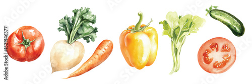 Watercolor painted vegetables - tomato, turnip, carrots, cucumber and pepper. Fresh colorful veggies vector illustration