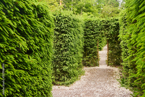 A green maze of hedges. Walls of plants in the garden or park