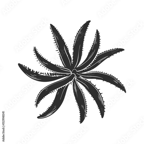 Aloe Vera Plant Silhouette Illustration. Botanical Design And Natural Healing Concept Isolated Vector Illustration