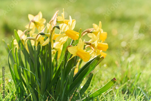 Yellow, fresh daffodil flowers blooming in the garden during spring. Natural, sunny, defocused background.	
