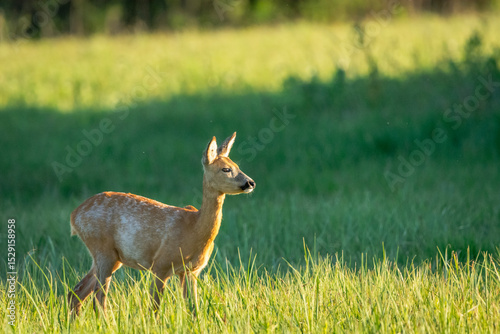 Young roe deer in the meadow