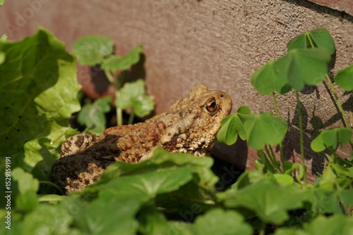 Closeup view of Common toad (Bufo bufo) in summer garden. A rarity to see them in the wild.